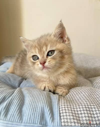بيور سكوتش فولد ny12 و ny25 بألوان مختلفه 3 little cats