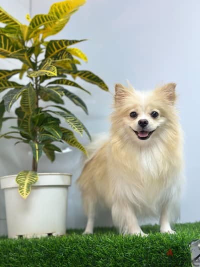 pomeranian