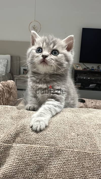Scottish shorthair