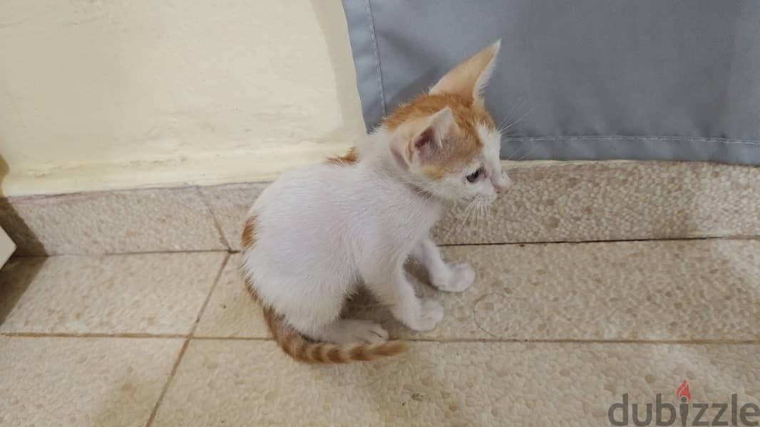 cat for adoption 2