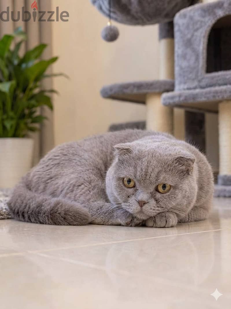 Scottish Fold for Sale 1