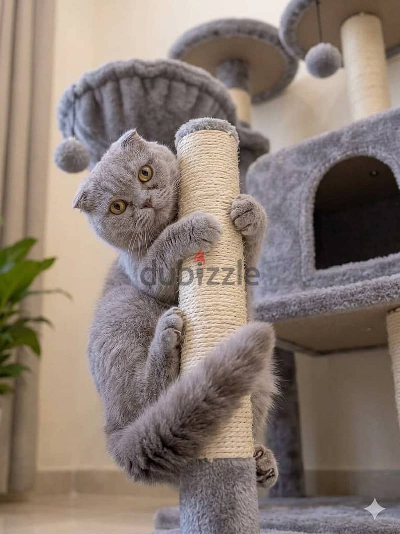 Scottish Fold for Sale 3