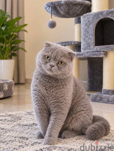 Scottish Fold Cat for Sale
