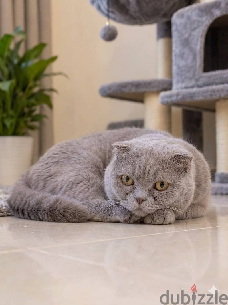 Scottish Fold Cat for Sale 1