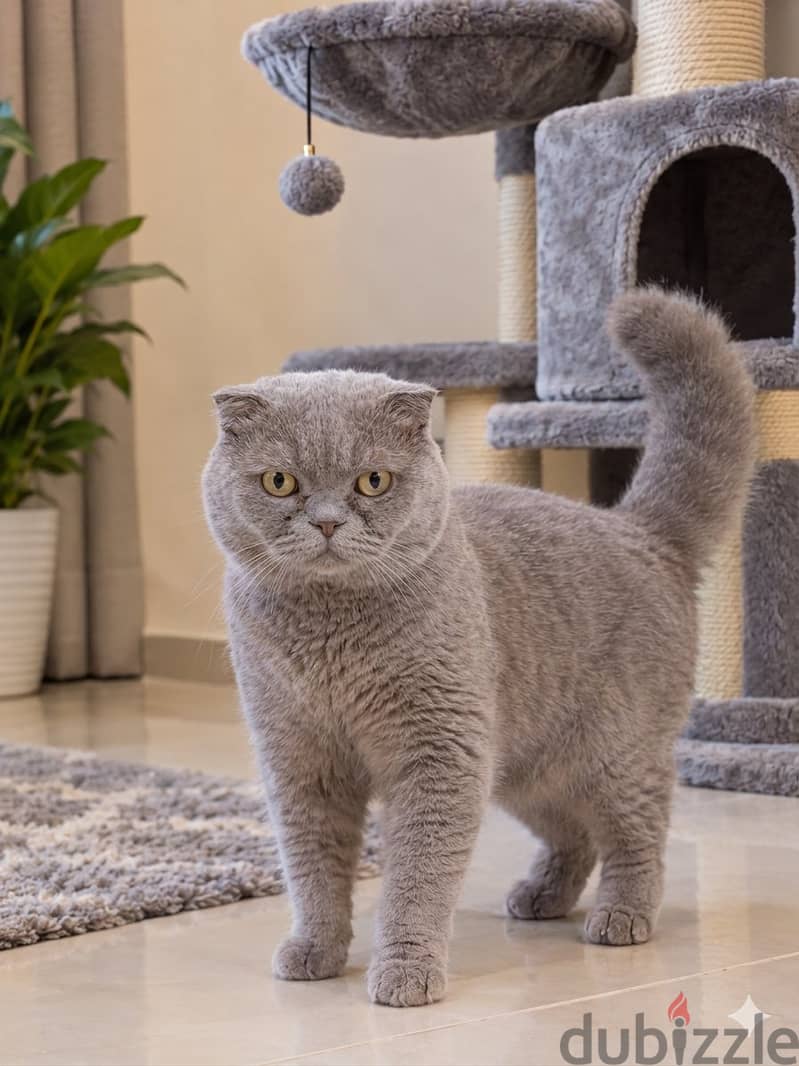 Scottish Fold Cat for Sale 2