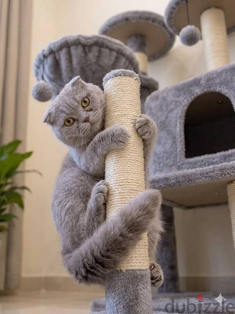 Scottish Fold Cat for Sale 3