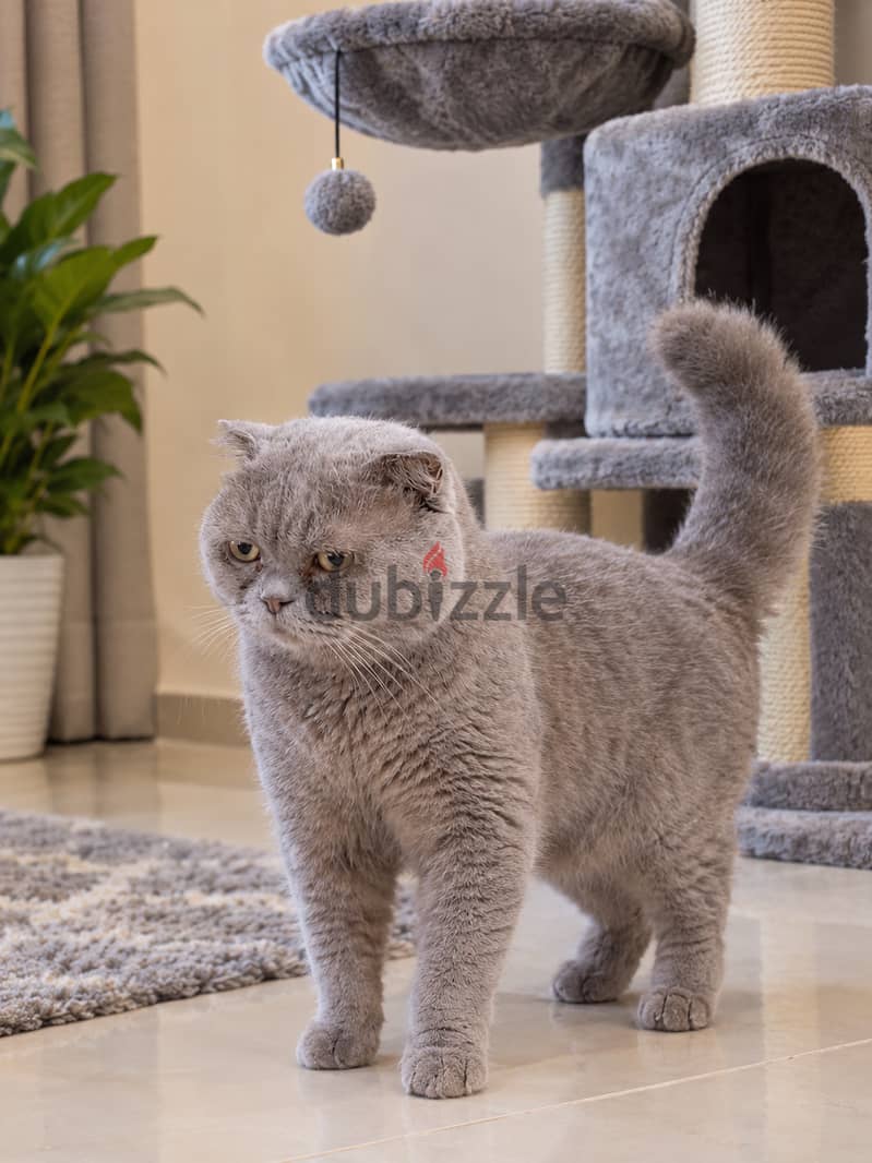 Scottish Fold Cat for Sale 4