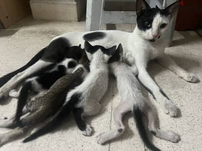 URGENT 3 KITTENS NEED A SAFE HOME!