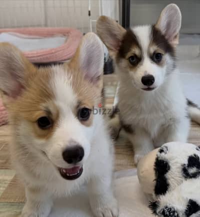 male and female corgi  puppies