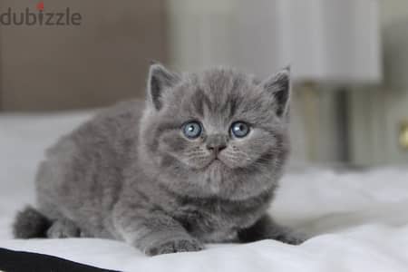 British shorthair