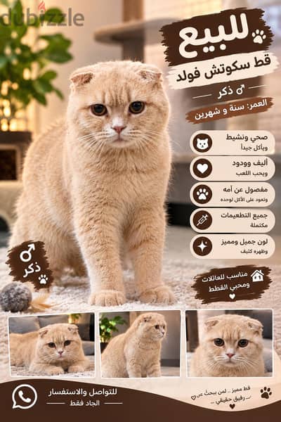 قط سكوتش فولد
