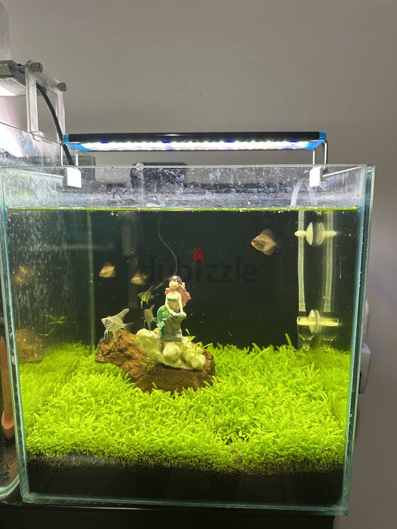 30x30x30 tank 1