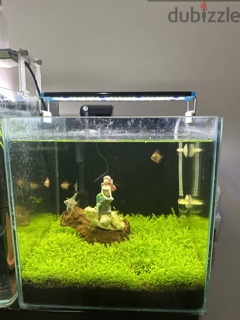30x30x30 tank 2