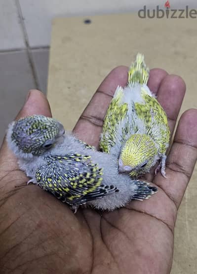 hand feeding budgies baby for sale