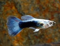 Blue guppy home breed
