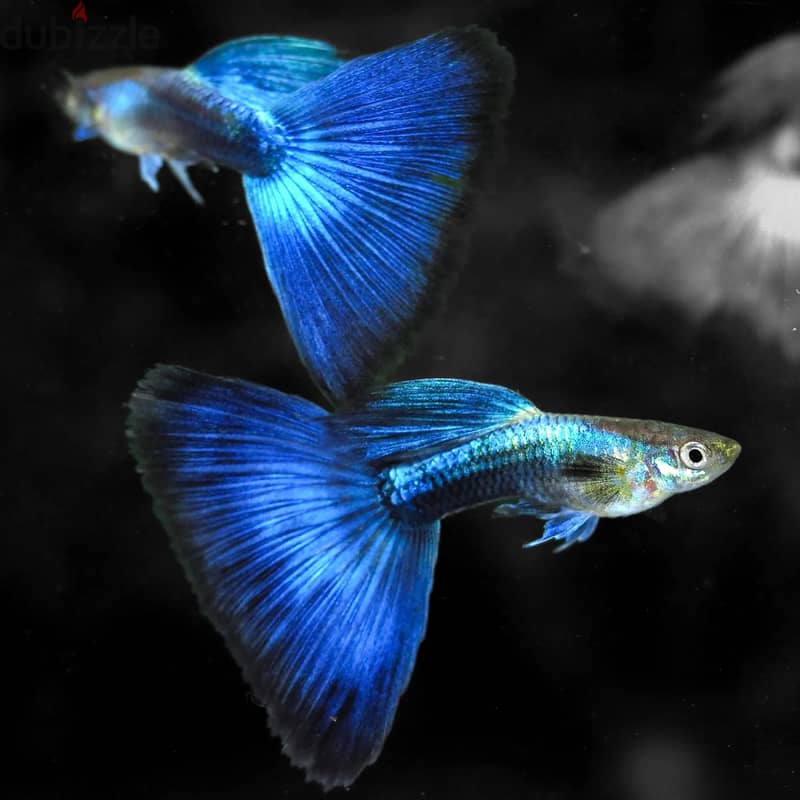 Blue guppy home breed 1