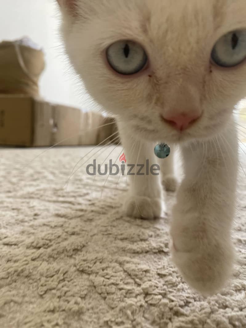 قط للبيع 2