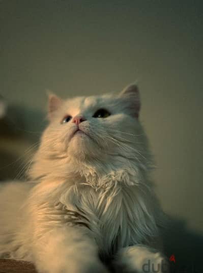 cat male Turkish angore for sell