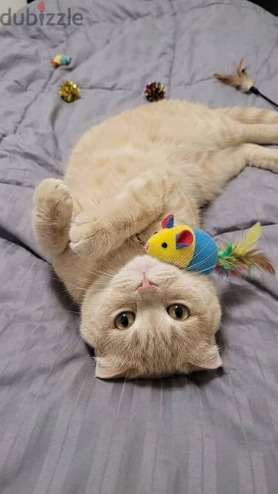 Scottish fold male.