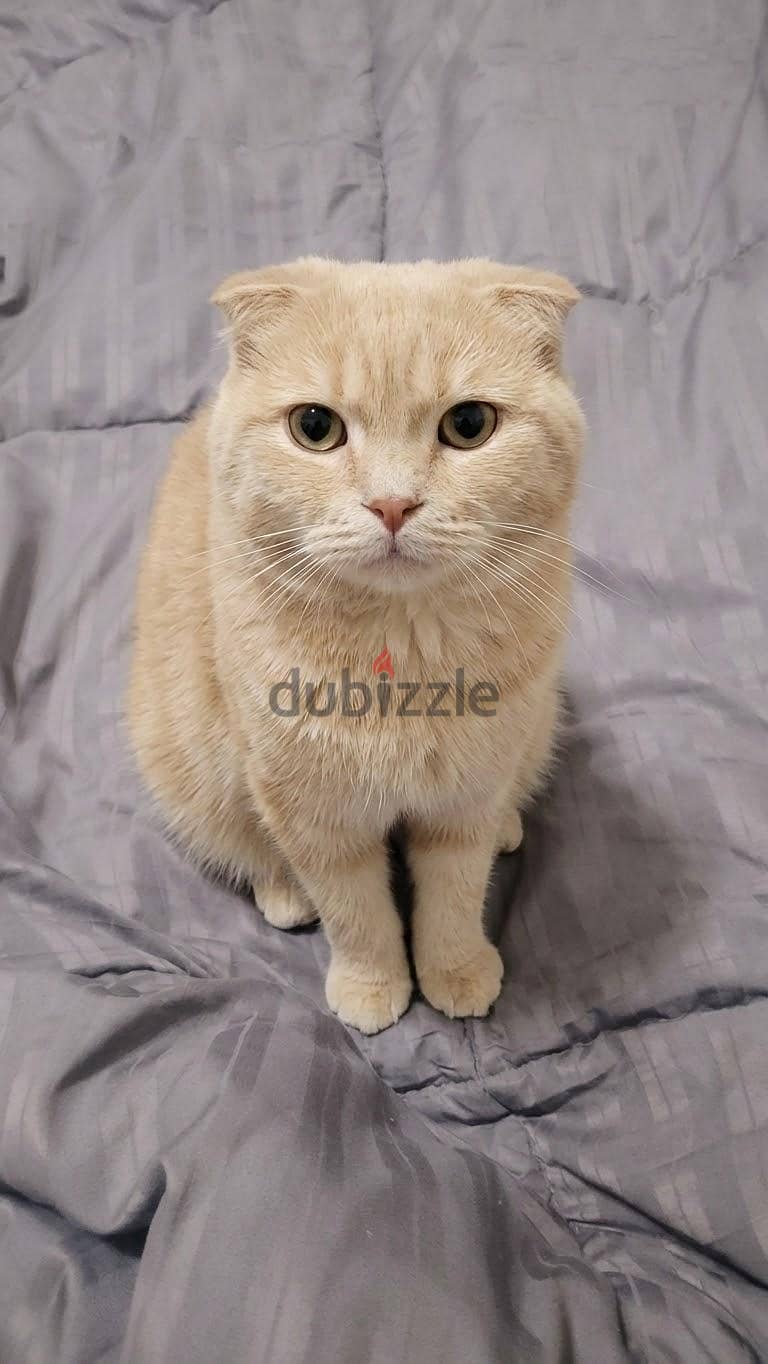 Scottish fold male. 1
