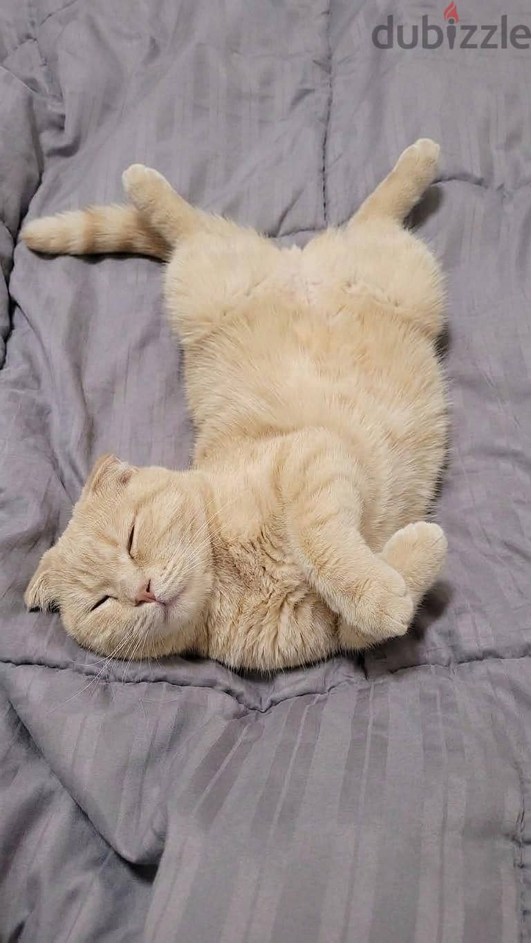 Scottish fold male. 2