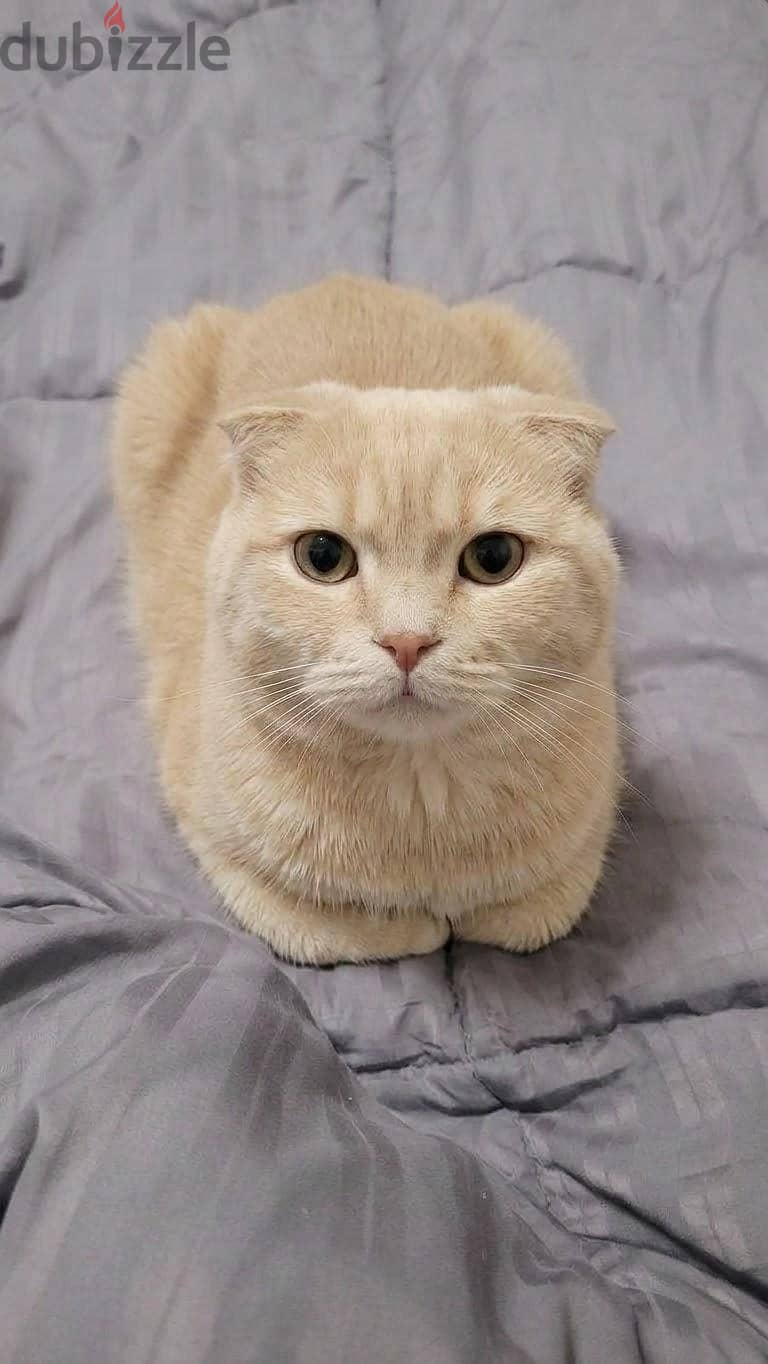 Scottish fold male. 3