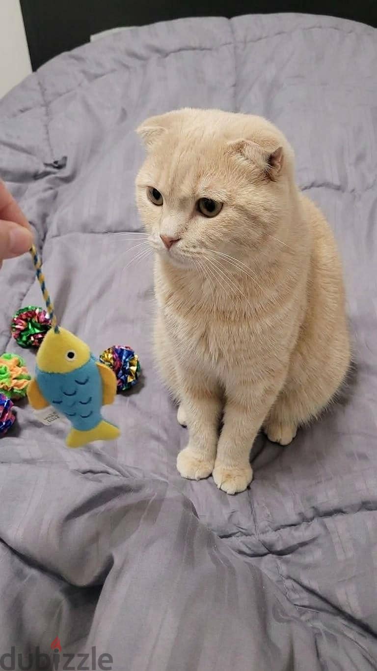 Scottish fold male. 4