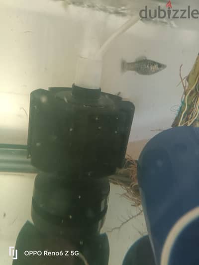 sponge filter for 2. Omr