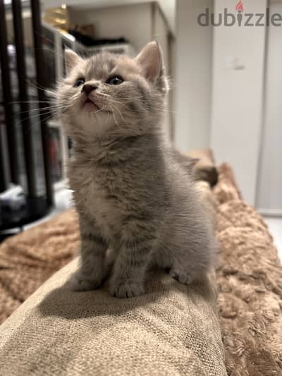 Scottish shorthair ذكر وأنثى