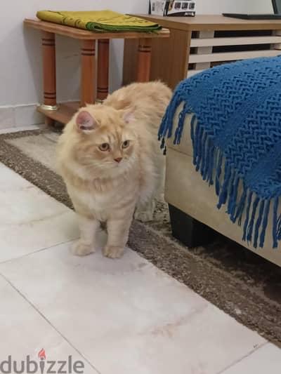2cat free