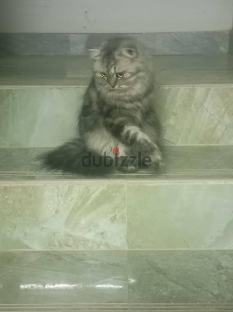 2cat free 1