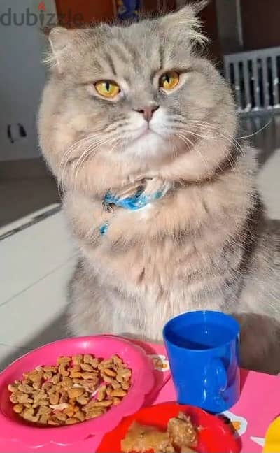 Probably the Best looking Cat in Town!!