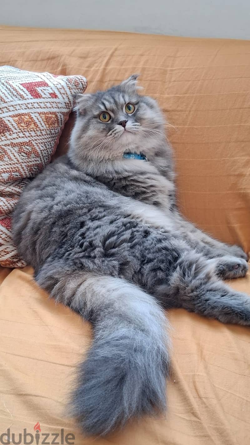 Probably the Best looking Cat in Town!! 1