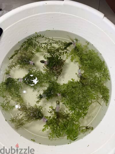 Aquarium Live Plants