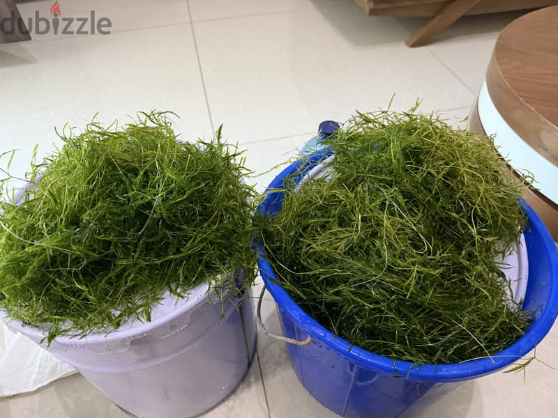 Aquarium Live Plants 1