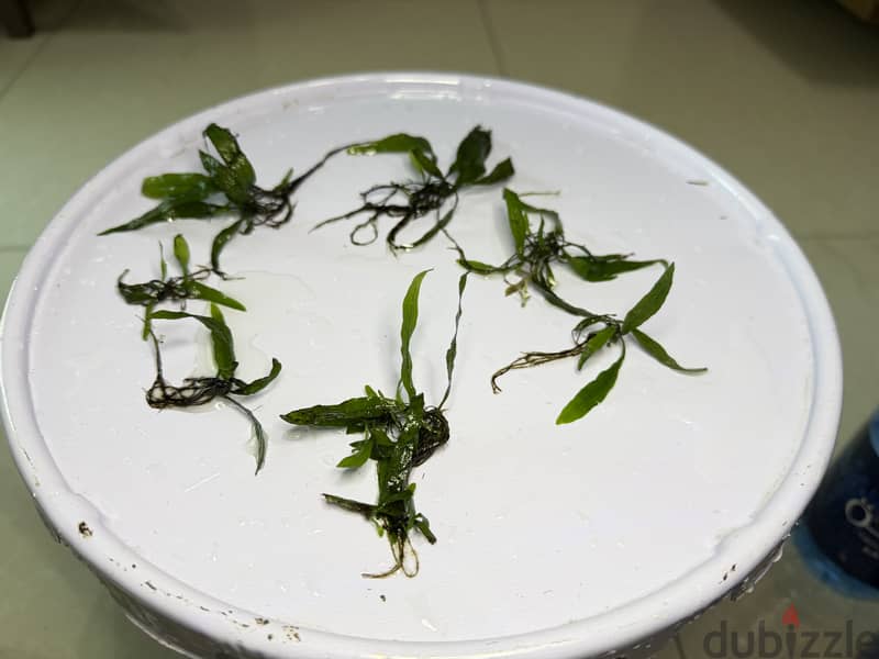 Aquarium Live Plants 2