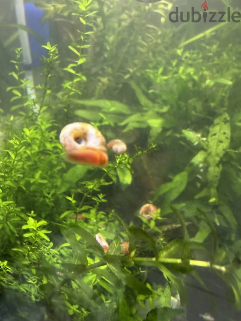 Aquarium Live Plants 3