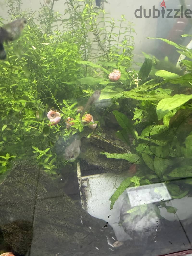 Aquarium Live Plants 5