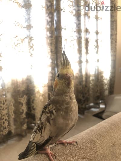 Cocktail bird