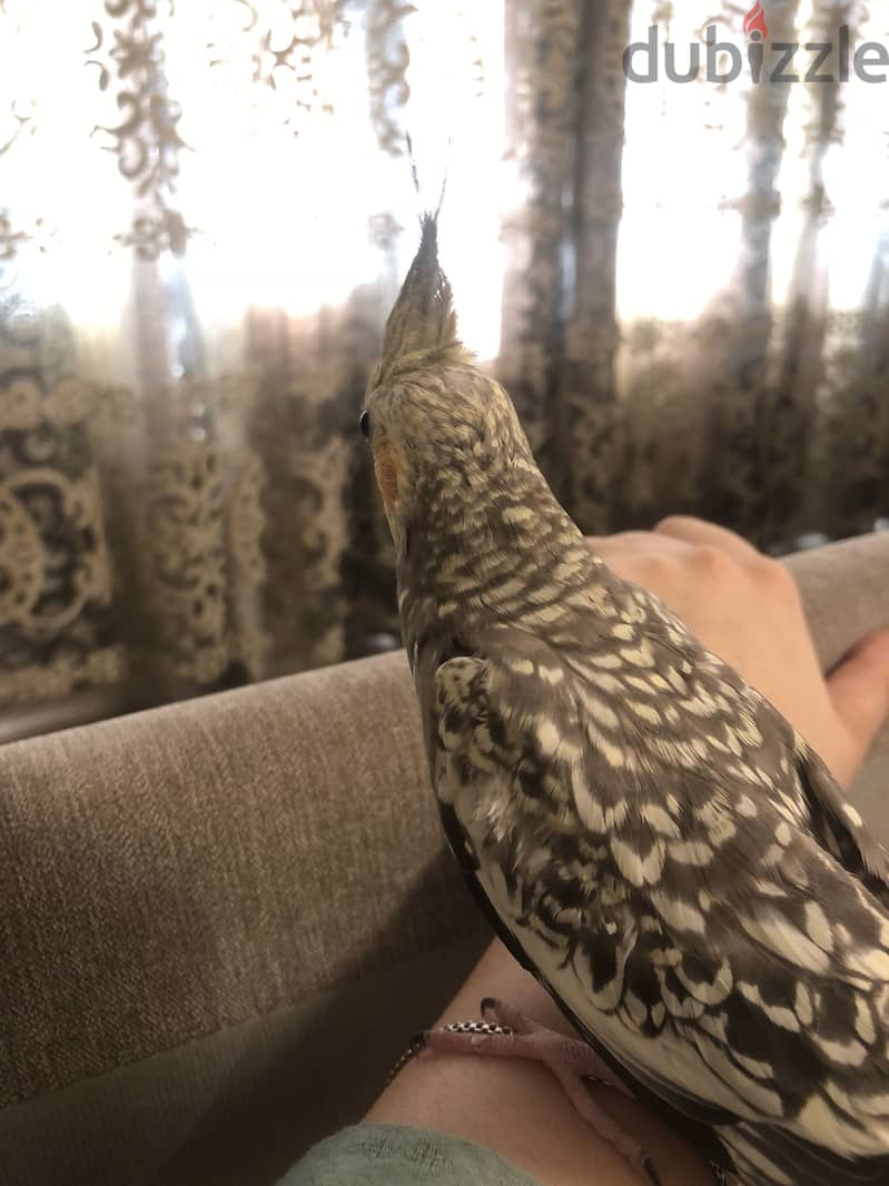 Cocktail bird 1