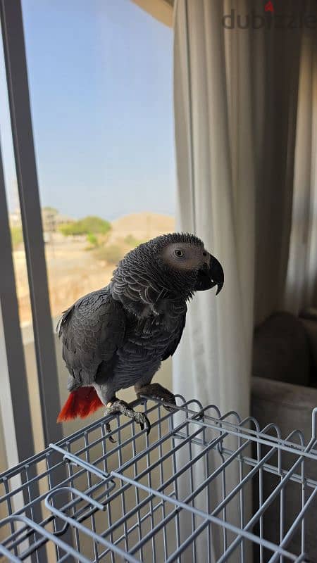 Beautiful Casco كاسكو 1