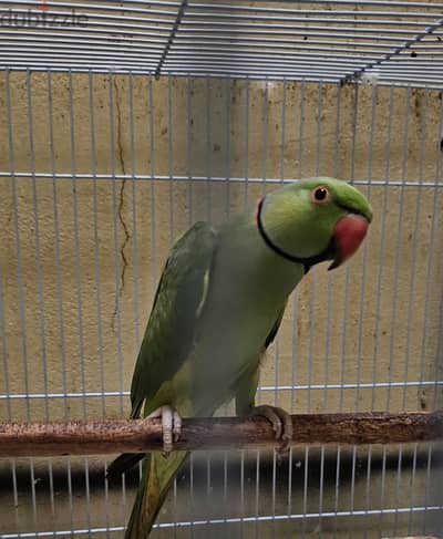 Indian ring neck parrot male for sale