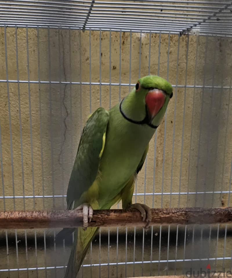Indian ring neck parrot male for sale 1