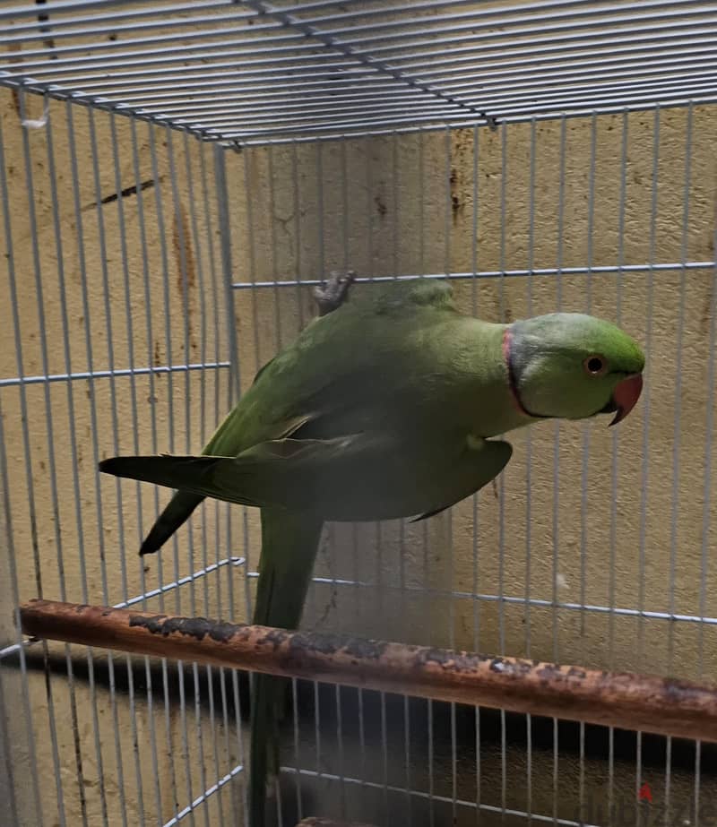 Indian ring neck parrot male for sale 2