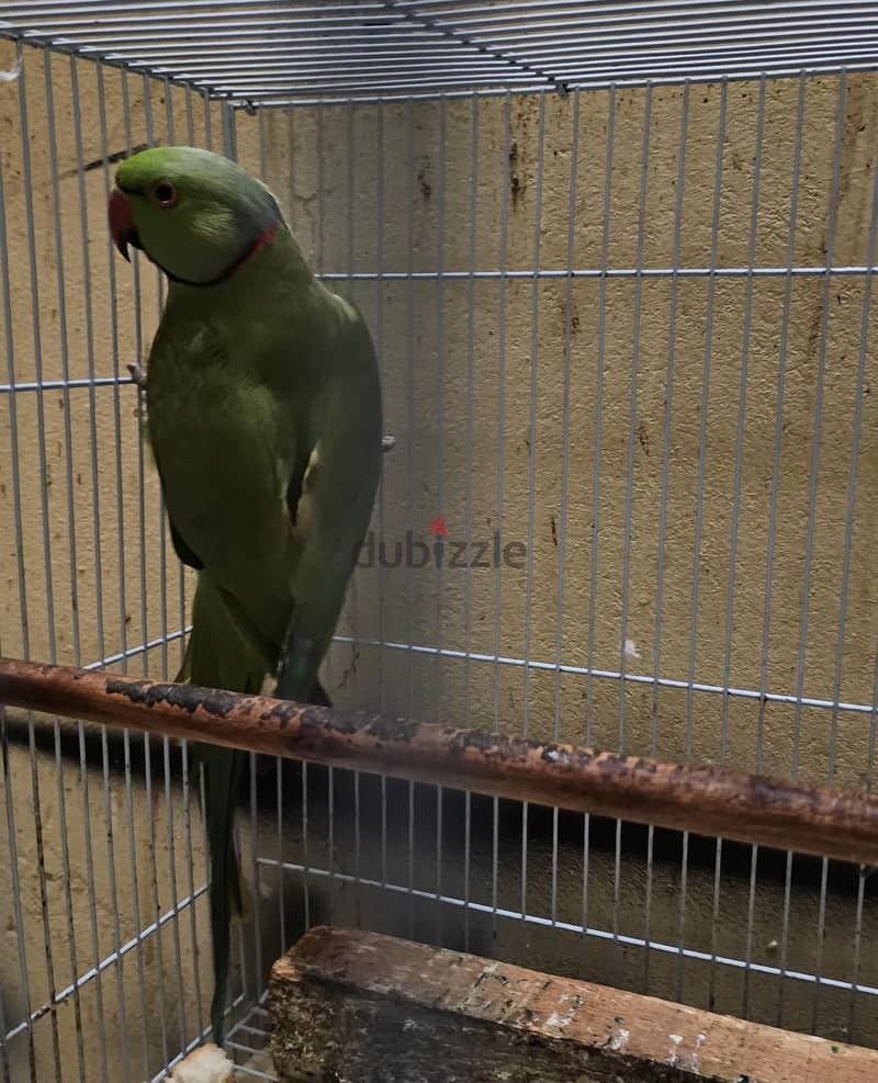 Indian ring neck parrot male for sale 3