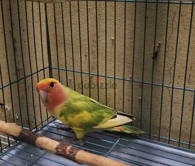 African love bird male for sale