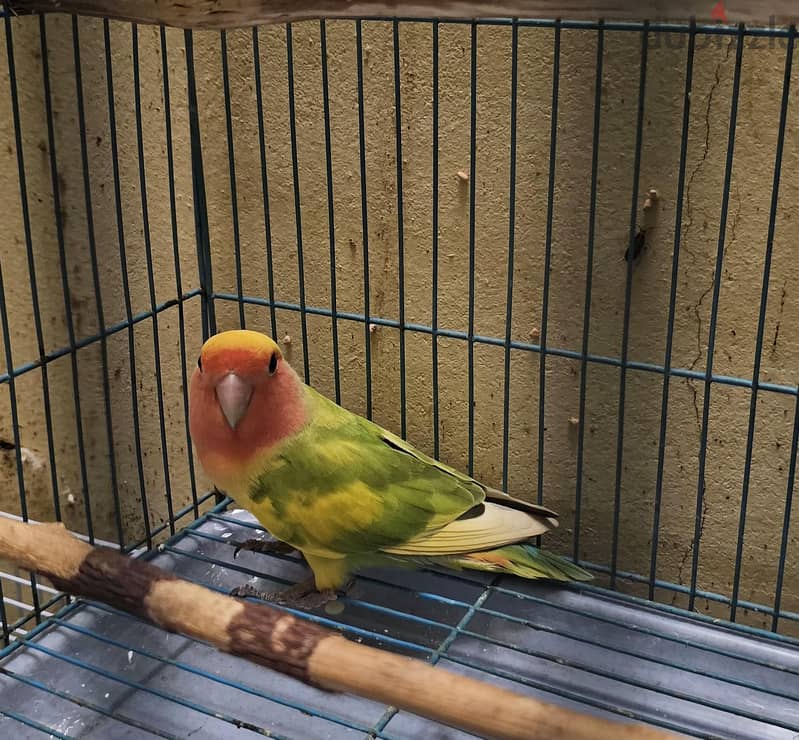 African love bird male for sale 1