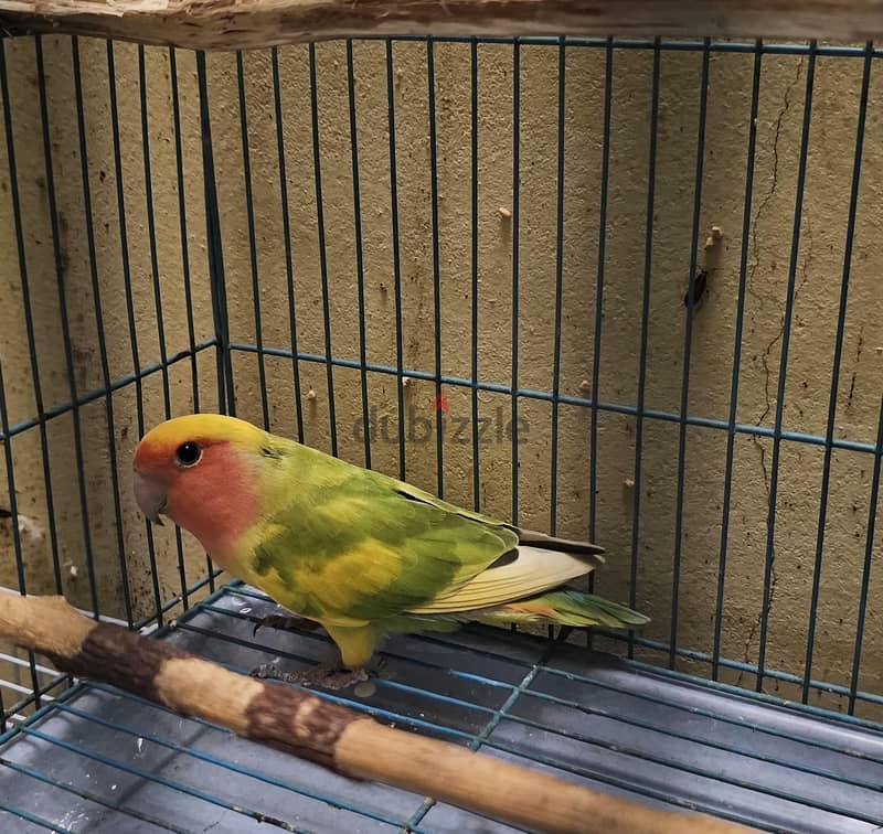 African love bird male for sale 2