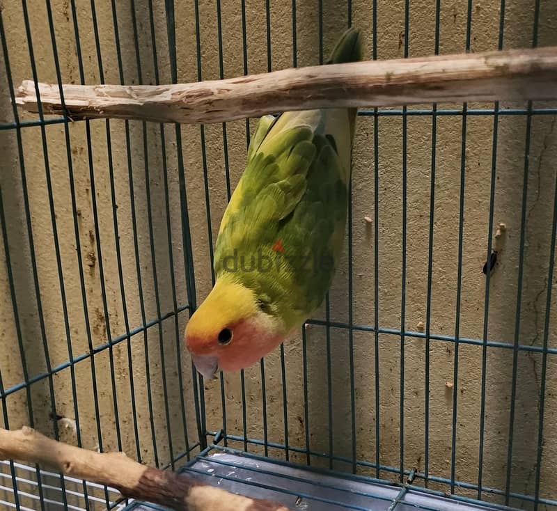 African love bird male for sale 3