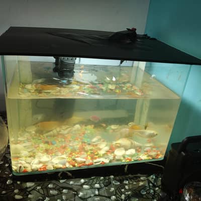 fish tank